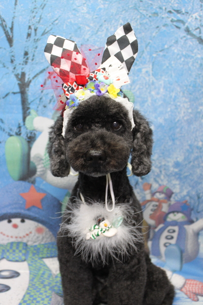 千葉県松戸市のトイプードルのトリミング画像