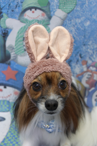 千葉県鎌ヶ谷市のパピヨンのトリミング画像