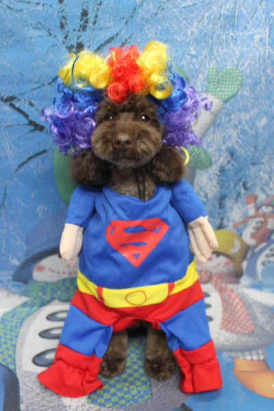 千葉県市川市のトイプードルのトリミング画像