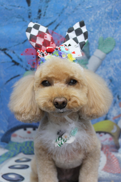 千葉県佐倉市のトイプードルのトリミング画像