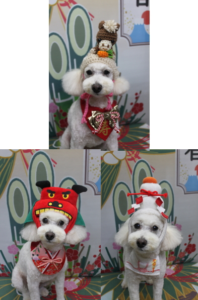 千葉県鎌ヶ谷市のトイプードルのトリミング画像