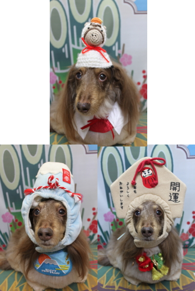 千葉県松戸市のミニチュアダックスのトリミング画像