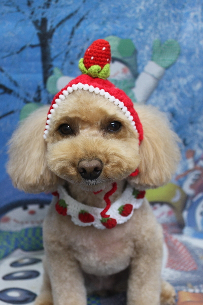 千葉県佐倉市のトイプードルのトリミング画像