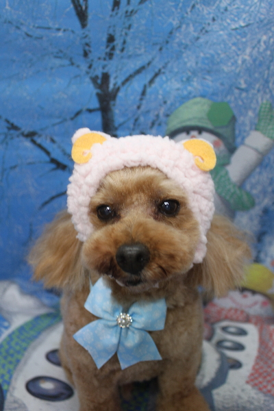 千葉県船橋市のトイプードルのトリミング画像