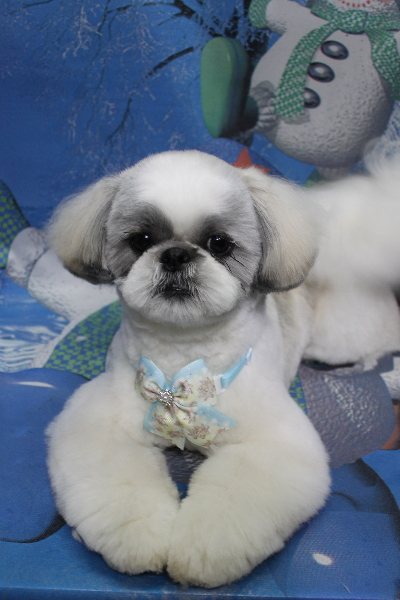 千葉県松戸市のシーズーのトリミング画像