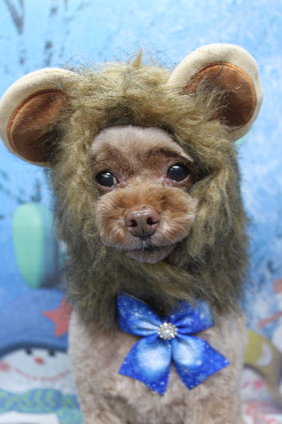 千葉県船橋市のトイプードルのトリミング画像