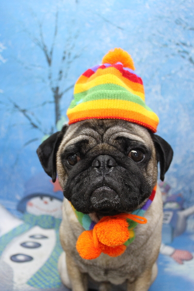 千葉県鎌ケ谷市のパグのトリミング画像