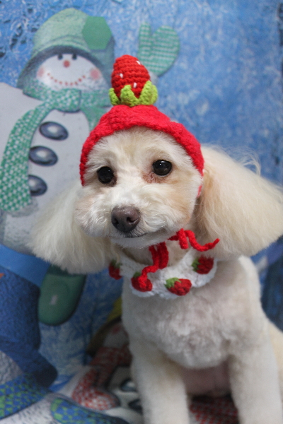 千葉県船橋市のトイプードルのトリミング画像