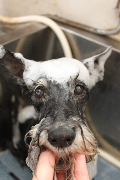 千葉県船橋市のミニチュアシュナウザーのシャンプー画像