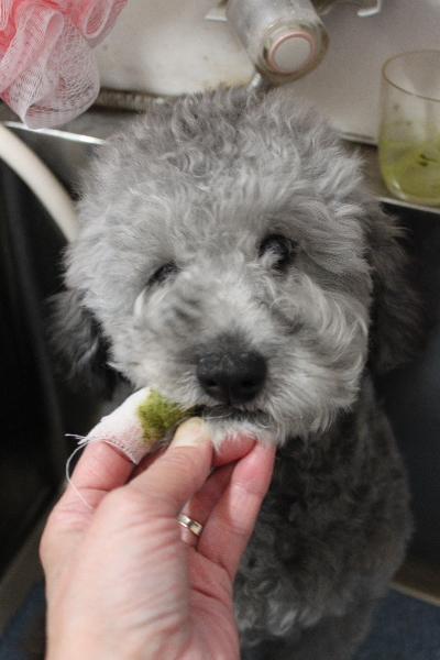 千葉県鎌ヶ谷市のトイプードルの歯磨き画像