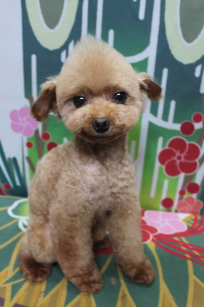 トイプードルブリーダーの成犬、トリミング画像