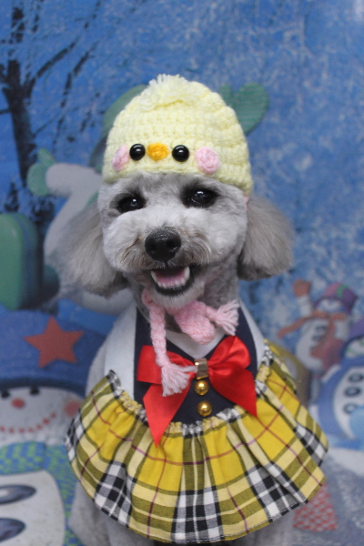 千葉県船橋市のトイプードルのトリミング画像