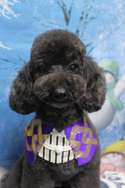 千葉県鎌ヶ谷市のトイプードルのトリミング画像