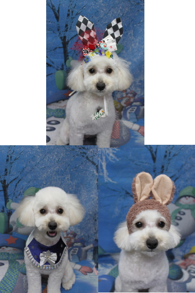 千葉県松戸市のトイプードルのトリミング画像