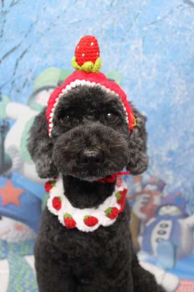 千葉県松戸市のトイプードルのトリミング画像