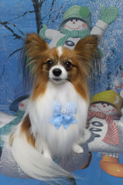 千葉県鎌ヶ谷市のパピヨンのトリミング画像