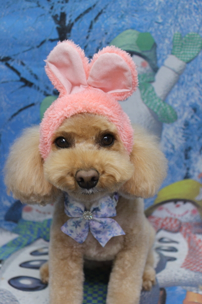 千葉県佐倉市のトイプードルのトリミング画像