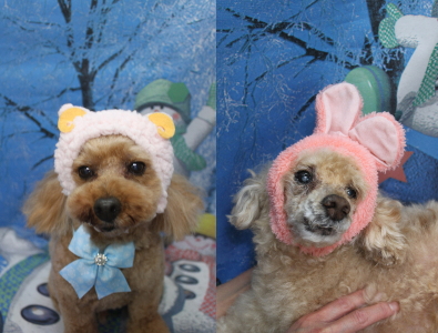 千葉県船橋市のトイプードルのトリミング画像