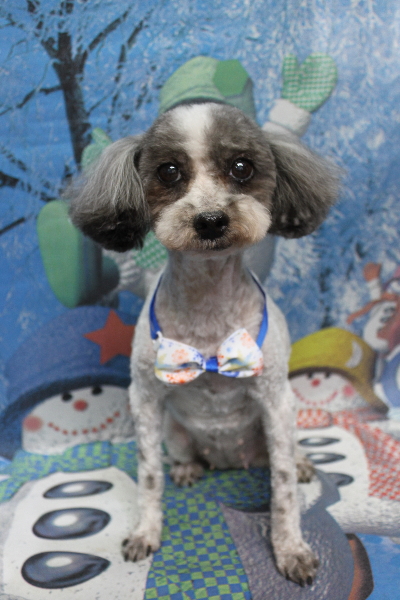 千葉県船橋市のトイプードルのトリミング前画像