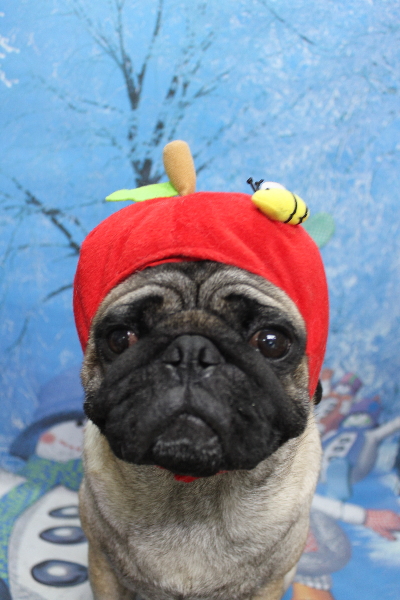 千葉県鎌ケ谷市のパグのトリミング画像