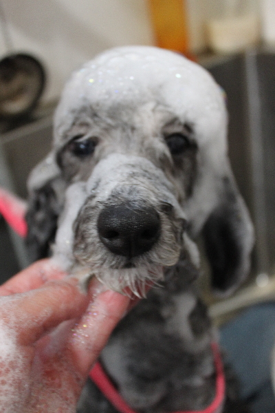 千葉県鎌ヶ谷市のトイプードルのシャンプー画像