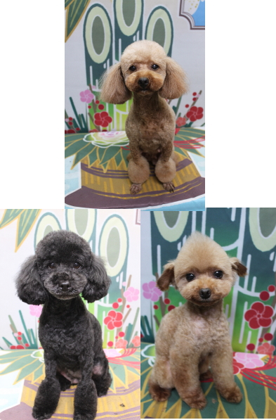 トイプードルブリーダーの成犬、トリミング画像