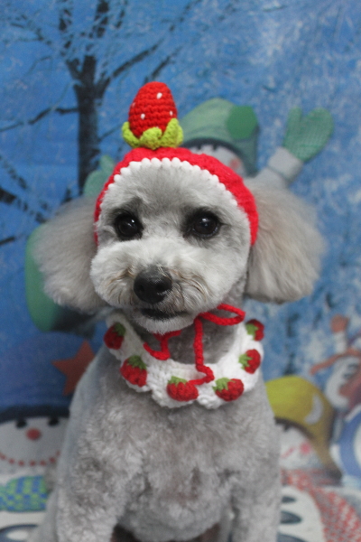 千葉県船橋市のトイプードルのトリミング画像