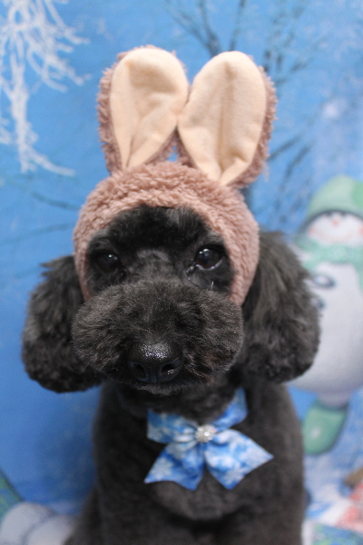 千葉県鎌ヶ谷市のトイプードルのトリミング画像