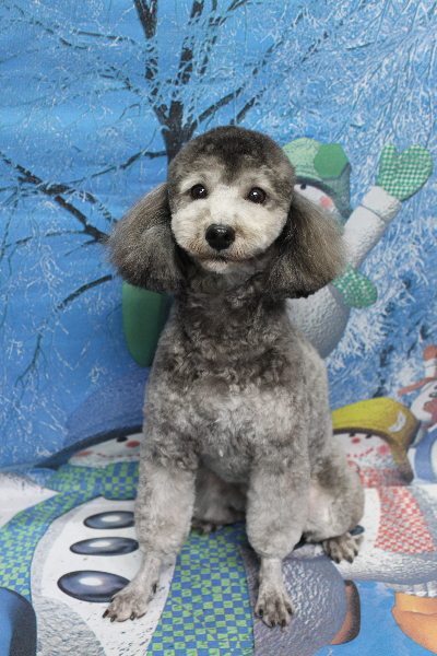 トイプードルブリーダーの成犬、トリミング画像