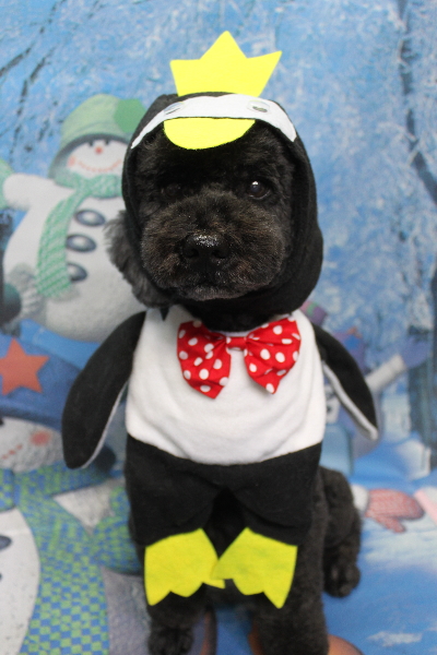 千葉県松戸市のトイプードルのトリミング画像