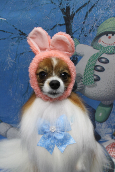 千葉県鎌ヶ谷市のパピヨンのトリミング画像