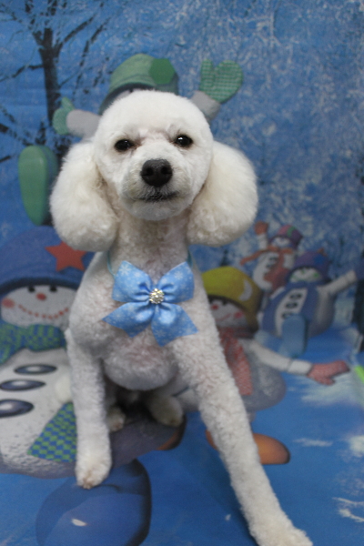 千葉県船橋市のトイプードルのトリミング画像