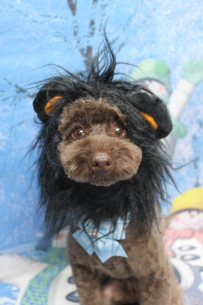 千葉県市川市のトイプードルのトリミング画像