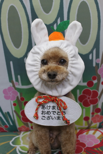 千葉県鎌ヶ谷市のトイプードルのトリミング画像