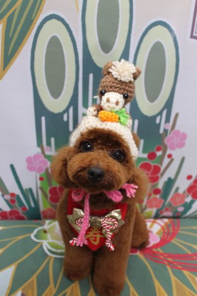 千葉県鎌ヶ谷市のトイプードルのトリミング画像