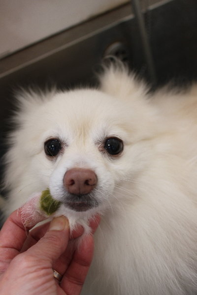 千葉県鎌ケ谷市ポメラニアンの歯磨き画像