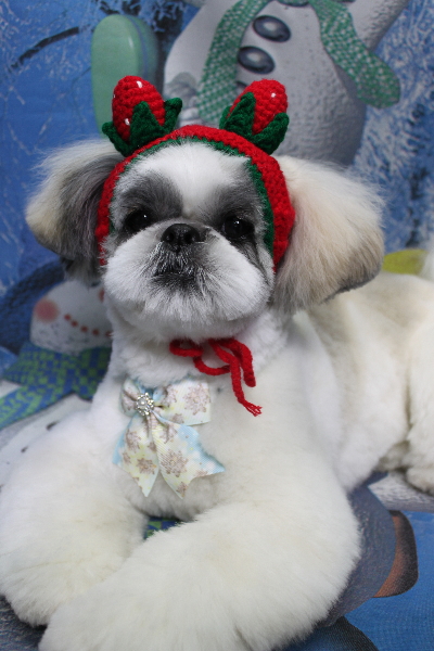 千葉県松戸市のシーズーのトリミング画像