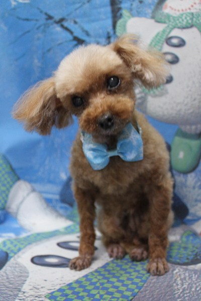 千葉県船橋市のトイプードルのトリミング前画像