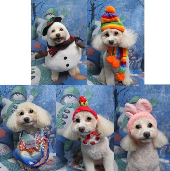 千葉県船橋市のトイプードルのトリミング画像