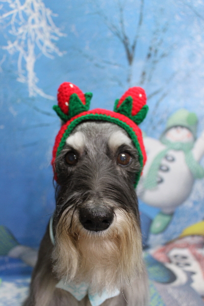 千葉県船橋市のミニチュアシュナウザーのトリミング画像