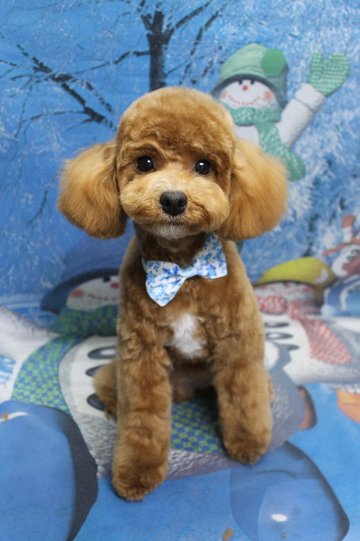 千葉県船橋市のトイプードルのトリミング画像