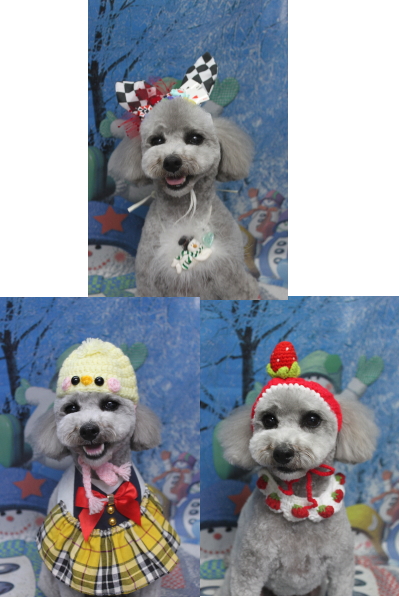 千葉県船橋市のトイプードルのトリミング画像