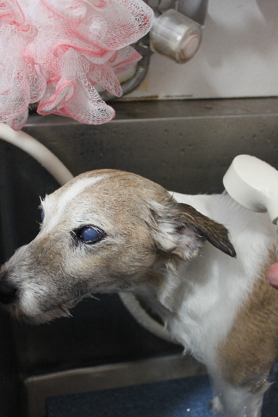 千葉県船橋市のジャックラッセルのオゾンシャワー画像