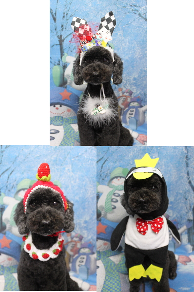 千葉県松戸市のトイプードルのトリミング画像