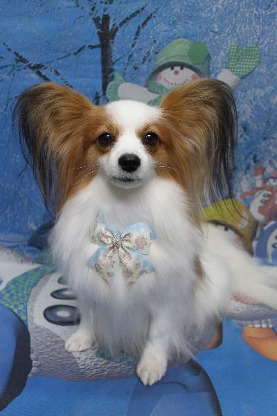 千葉県鎌ヶ谷市のパピヨンのトリミング画像