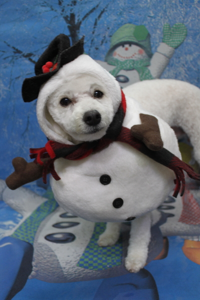 千葉県船橋市のトイプードルのトリミング画像