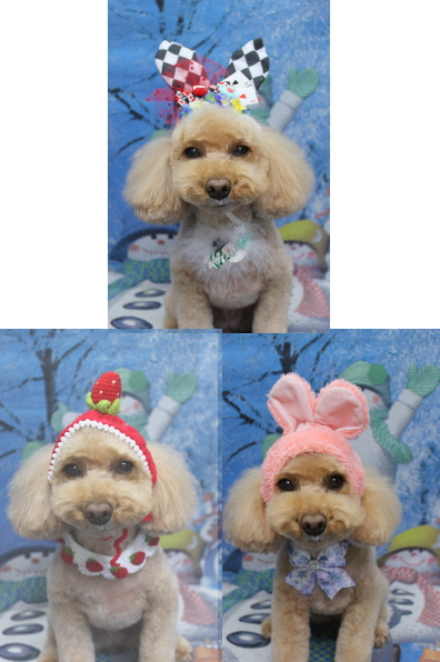 千葉県佐倉市のトイプードルのトリミング画像