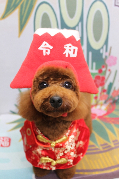 千葉県鎌ヶ谷市のトイプードルのトリミング画像