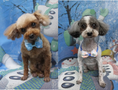 千葉県船橋市のトイプードルのトリミング前画像