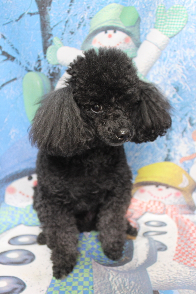 千葉県鎌ケ谷市トイプードルのトリミング前画像